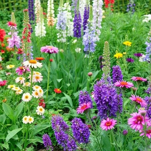 Annuals and Biennials for Cottage Gardens
