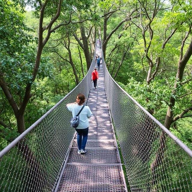 Scientific Research & Treetop Walkway