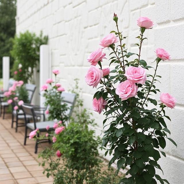 Roses Near Seating Areas