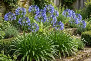 Agapanthus: The Complete Growing and Care Guide for UK Gardens