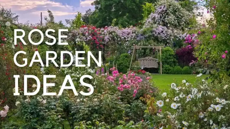 Expert Tips for a Gorgeous Garden! Choosing Roses: Arches, Pergolas, Fences, Obelisks…