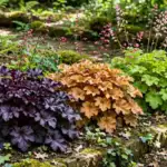 Heuchera coral bells in purple, caramel and lime green in a shaded garden border